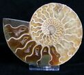 Inch Split Ammonite Pair #4389-2
